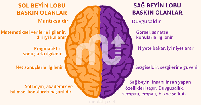 Sağ Beyin-Sol Beyin